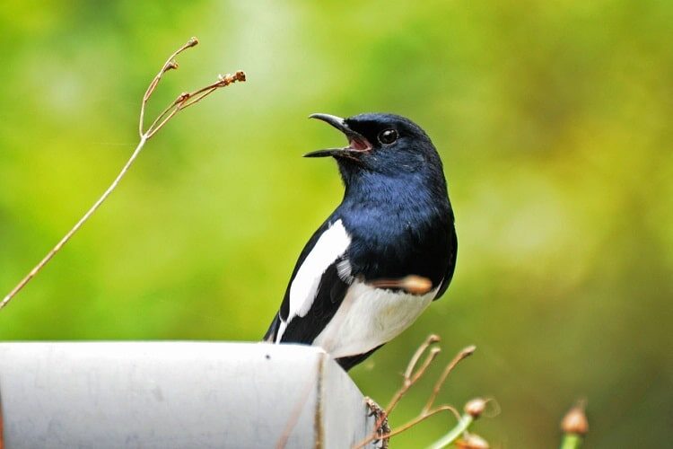 penyakit-burung-kacer-dan-pengobatannya-5389078