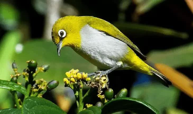 penyebab-burung-pleci-angkat-1-kaki-saat-lomba-2652176