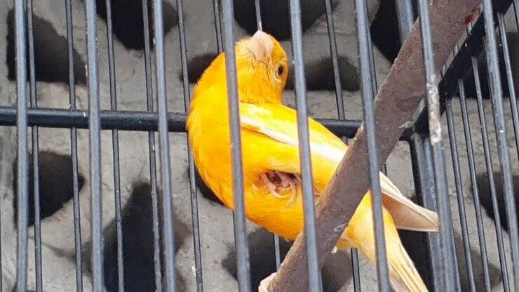 penyebab-burung-sering-mengangkat-kaki-dan-cara-mengatasinya-4036666