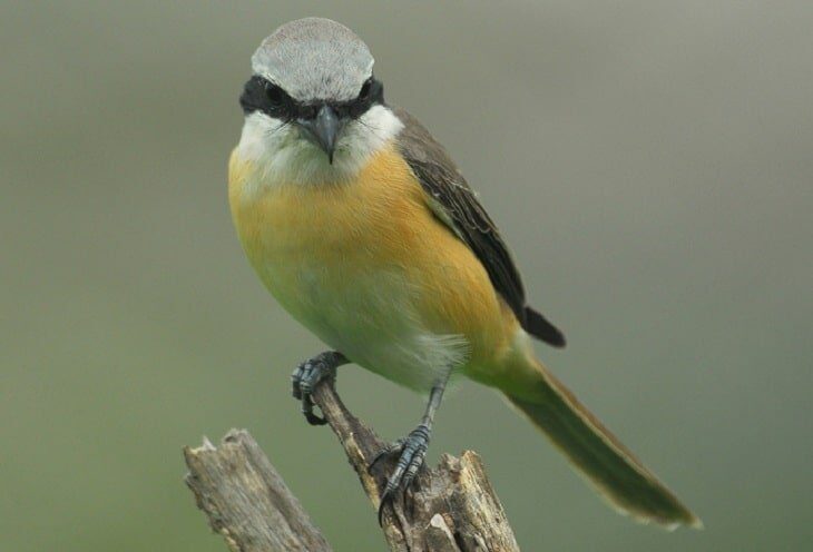 penyebab-paruh-cendet-berwarna-pucat-8899655