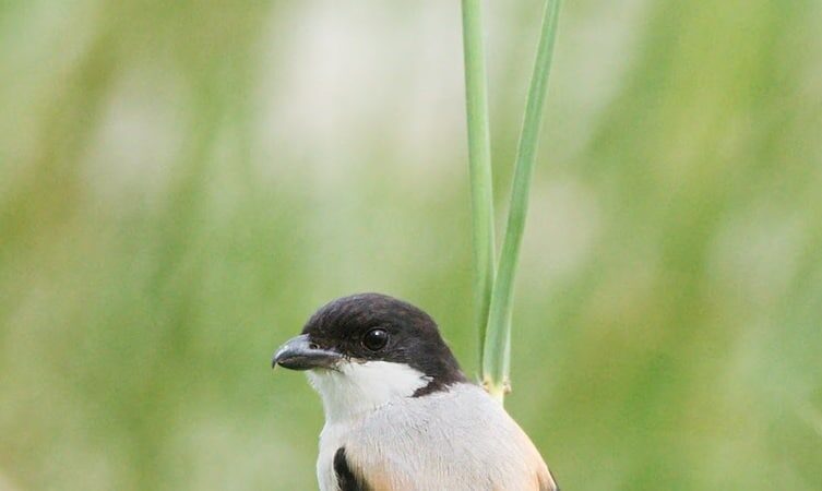 penyebab-paruh-cendet-berwarna-pucat-dan-cara-mengatasinya-6206976