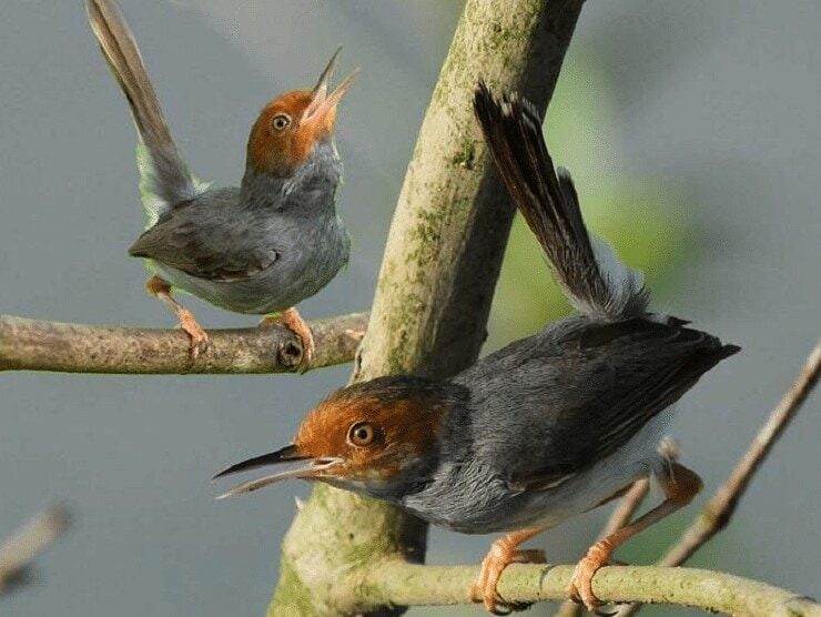 perawatan-burung-prenjak-7497241