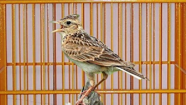 perbedaan-branjangan-jawa-dan-ntb-1729798