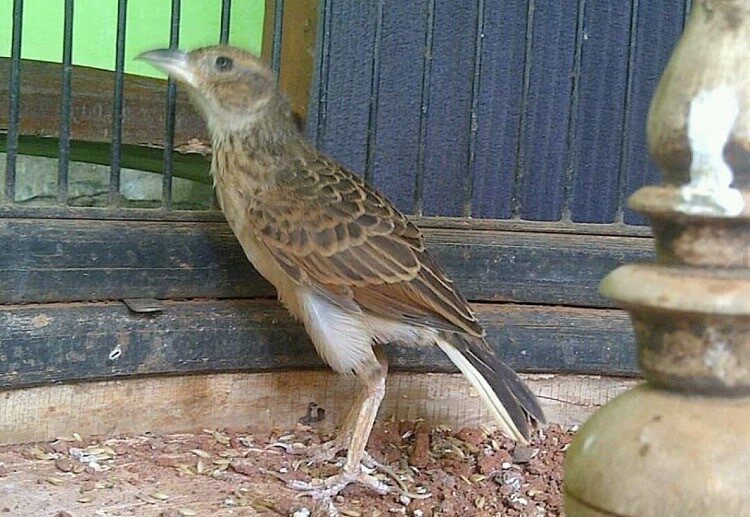 perbedaan-branjangan-jawa-dan-ntb-yang-tak-banyak-diketahui-8369446