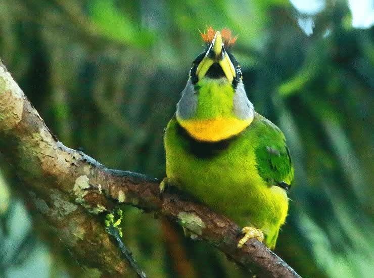 perilaku-burung-takur-api-2405841