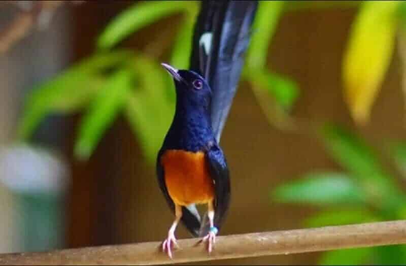 racikan-pakan-untuk-murai-batu-menggelepar-2774619