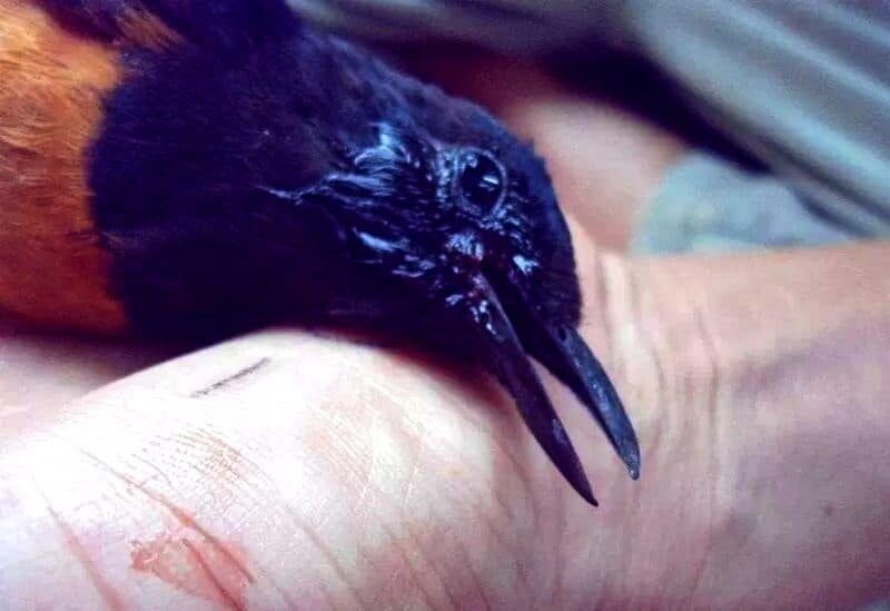 racikan-pakan-untuk-murai-batu-menggelepar-sekarat-agar-kembali-sehat-1786989