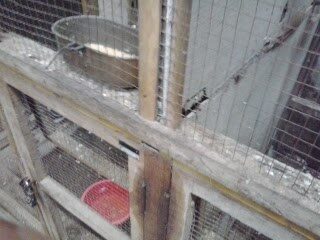 rangka-dan-pembatas-utama-kandang-6298007