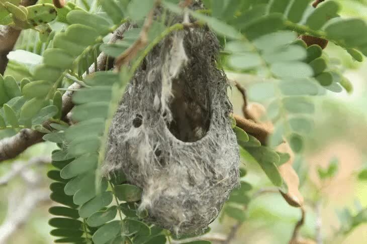 sarang-burung-cabean-jawa-2038738