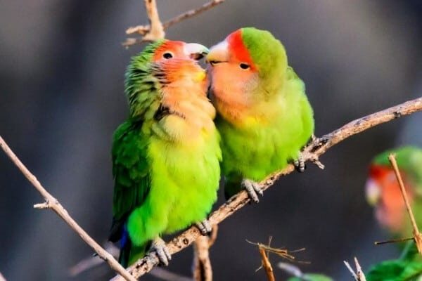 setia-sampai-mati-ini-beberapa-fakta-unik-lovebird-yang-bikin-terharu-1-2757590