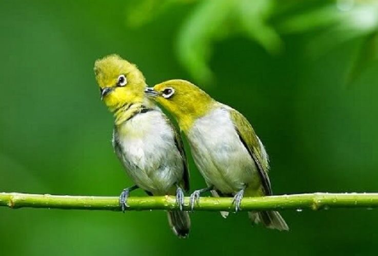 tingkah-laku-pleci-betina-yang-sudah-siap-kawin-8569575