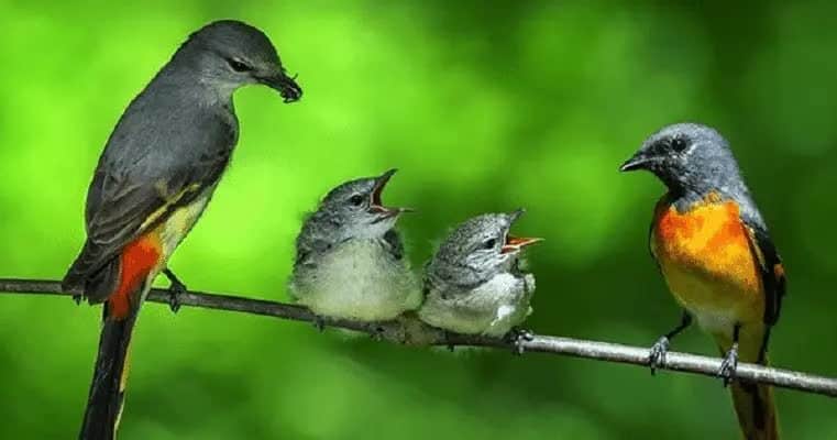 tips-memilih-bakalan-burung-tledekan-8779870