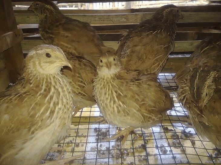 tips-mudah-ternak-burung-puyuh-agar-hasilnya-memuaskan-4122491