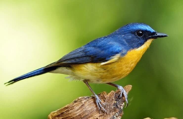 tips-dan-cara-perawatan-burung-sulingan-agar-bisa-gacor-dan-sehat-1163606