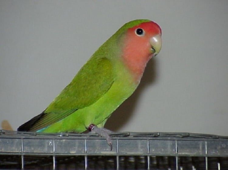 cara-pasang-ring-lovebird-7292950