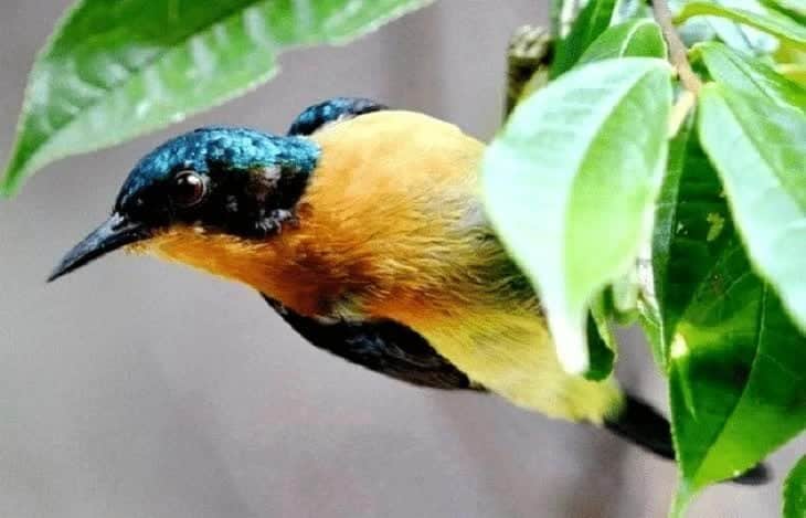 3-jenis-kolibri-yang-paling-bagus-suaranya-untuk-masteran-9232534