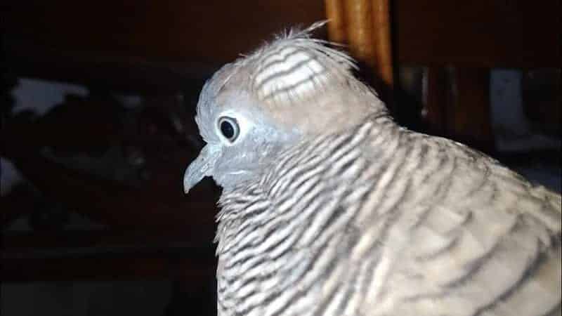 57-burung-perkutut-katuranggan-yang-dipercaya-bisa-datangkan-rezeki-6026114