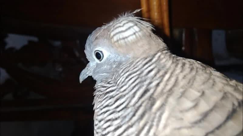 57-burung-perkutut-katuranggan-yang-dipercaya-bisa-datangkan-rezeki-8431401