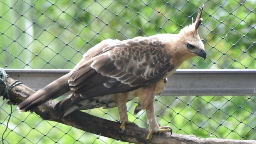 beberapa-fakta-elang-jawa-burung-melegenda-dari-pulau-jawa-1024x576-4532930