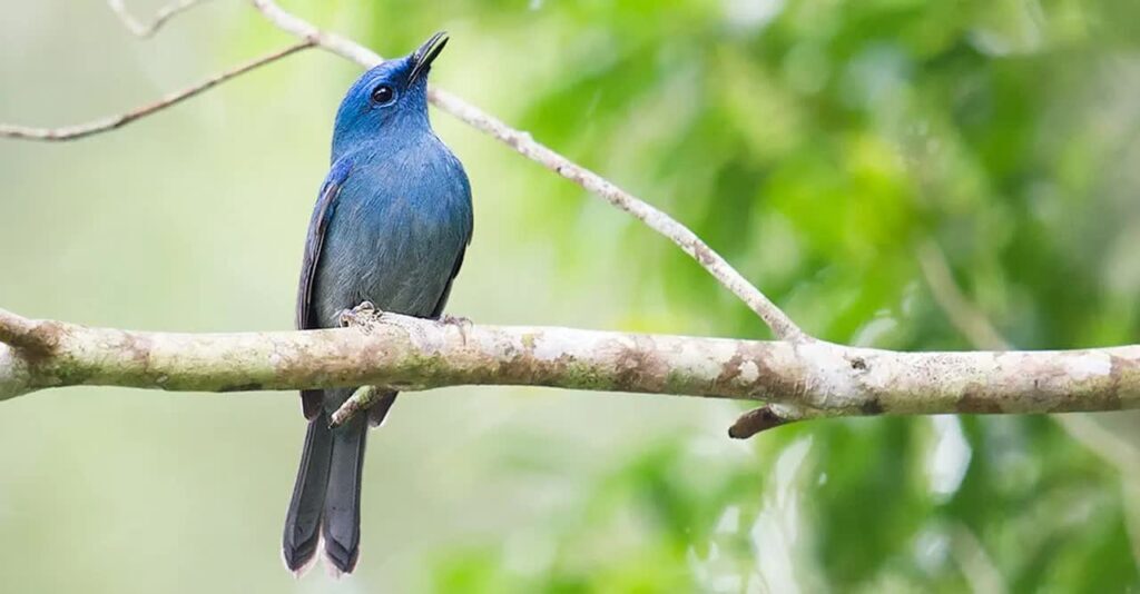 beberapa-makanan-burung-selendang-biru-yang-banyak-nutrisinya-1024x534-1675280