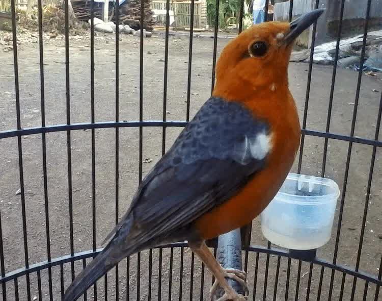 burung-anis-merah-kegemukan-7664443