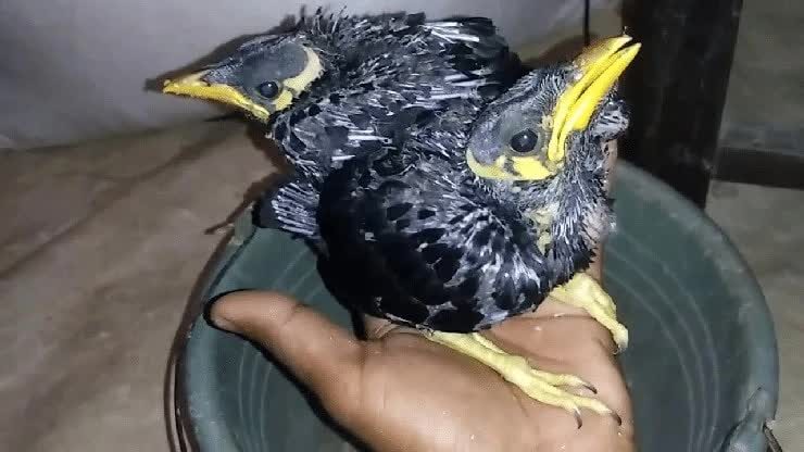 burung-beo-bakalan-muda-8688149