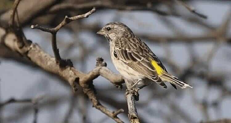 burung-blackthroat-jantan-4455300