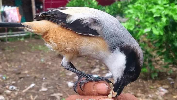 burung-cendet-5450617