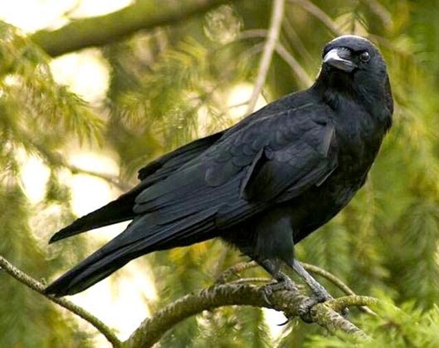 burung-gagak-1251047