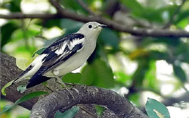 burung-jalak-kapas-1-8007696