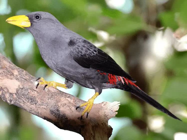 burung-jalak-tunggir-merah-9013817