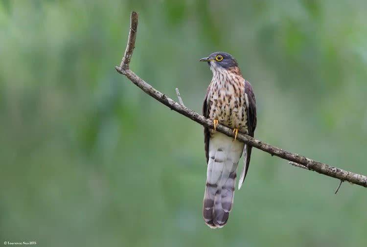 burung-kangkok-besar-8306385