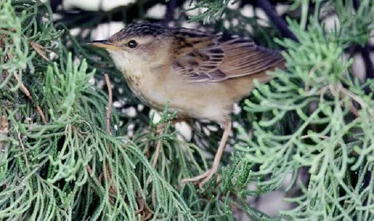 burung-kecici-belalang-6629187