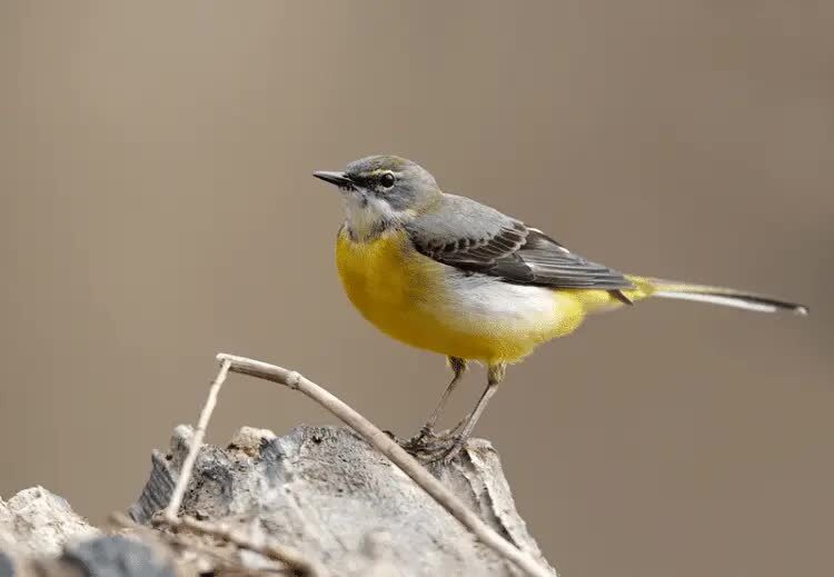 burung-kicuit-batu-9616347