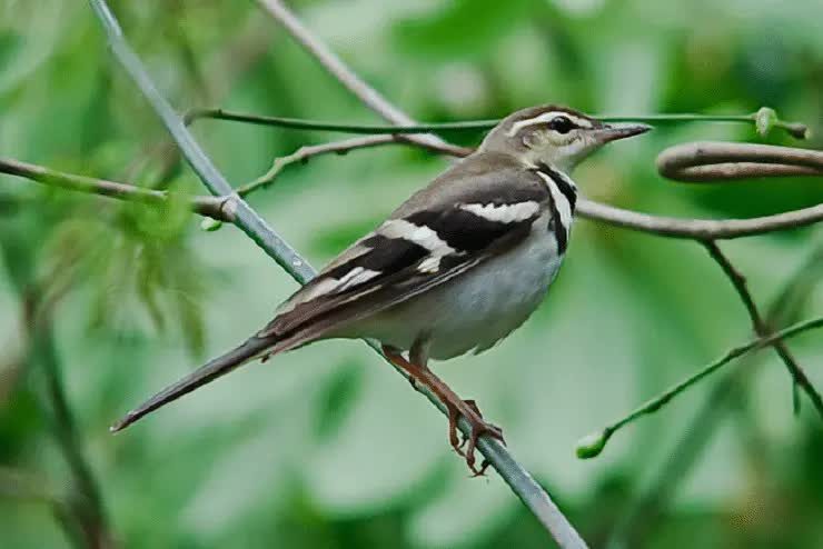 burung-kicuit-hutan-9288520