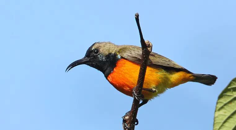 burung-madu-sumba-7354958