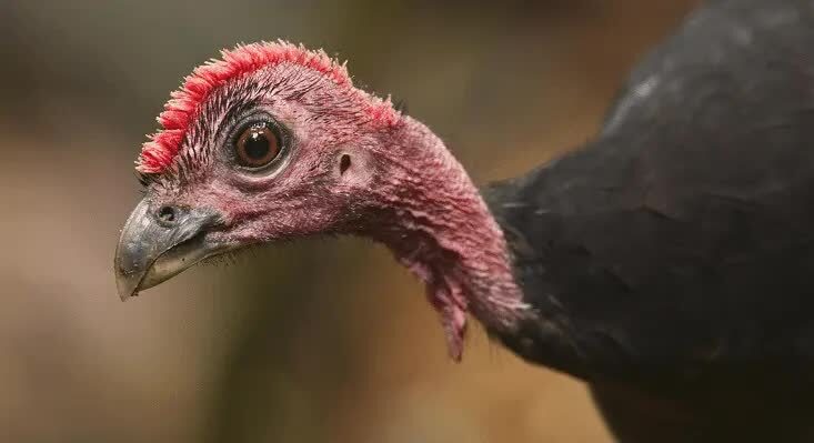 burung-maleo-waigeo-7879028