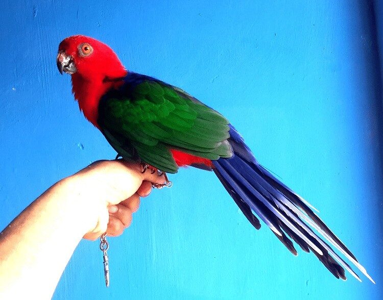 burung-nuri-raja-ambon-9106714