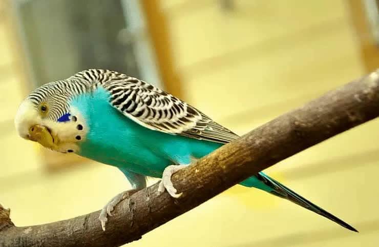 burung-parkit-berkualitas-3362101