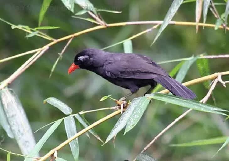 burung-poksay-hitam-2545317