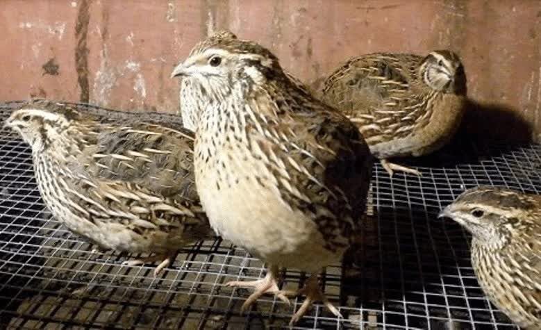 burung-puyuh-lomba-7562172