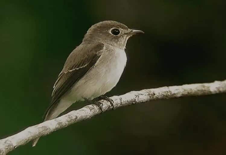 burung-sikatan-bubik-5713195