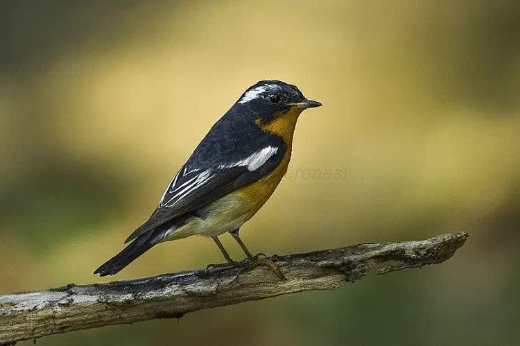 burung-sikatan-mugimaki-9200777