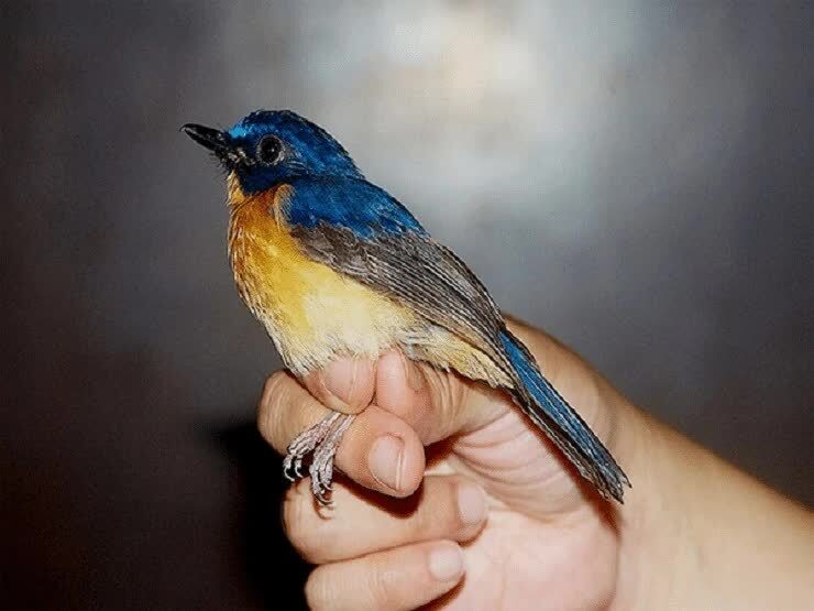 burung-sikatan-sunda-8974872