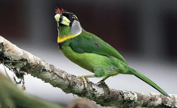 burung-takur-api-2255862