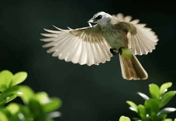 burung-trucukan-menggaruda-7557429