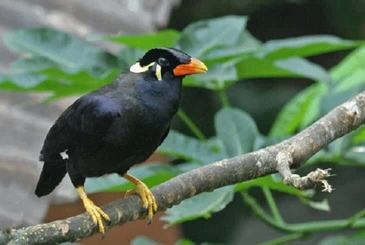 cara-melatih-burung-beo-bakalan-muda-agar-berkualitas-3201932