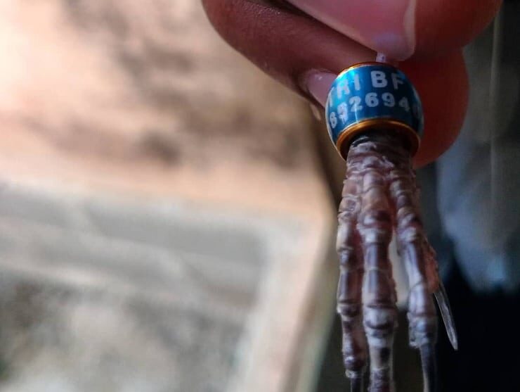 cara-melepas-ring-pada-kaki-burung-5085451