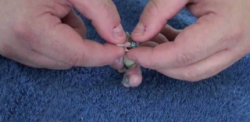 cara-melepas-ring-pada-kaki-burung-yang-harus-anda-ketahui-1243015