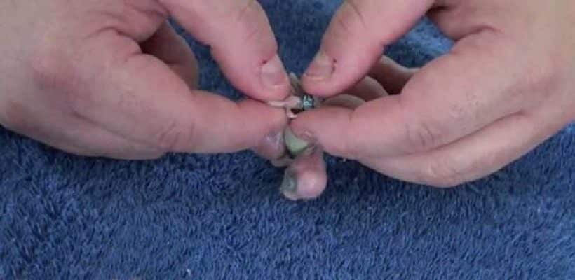 cara-melepas-ring-pada-kaki-burung-yang-harus-anda-ketahui-8964232